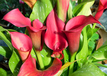 Beautiful Flowers Of Red Calla Lily Red Alert