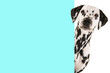Portrait of a dalmatian dog looking around the corner of a blue empty board with space for copy
