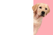 Leinwandbild Motiv Portrait of a cute labrador retriever puppy on a pink background looking around the corner of an yellow empty board with space for copy
