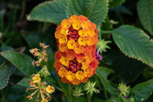 Orange Lantana Camara Flowers