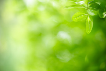 Sticker - Nature of green leaf in garden at summer. Natural green leaves plants using as spring background cover page greenery environment ecology wallpaper