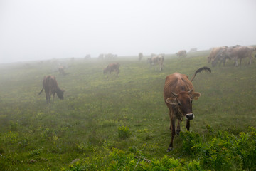 herd of cows grazing in foggy weather