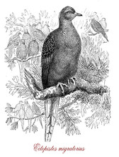 Passenger Pigeon Or Ectopistes Migratorius, Migratory Extinct Species Of Pigeon Endemic To North America