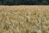 Fototapeta Krajobraz - Wheat field against the background of the forest, close-up.