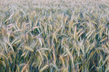 Ripening wheat on the field, evening lighting.