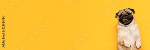 Banner adorable dog pug breed making angry face and serious face on yellow background,Happy dog smile ready to summer,Pug Purebred Dog Concept © jomkwan7