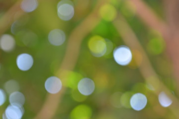 Wall Mural - The bokeh of sunlight shining through the shade of green trees.