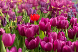 Fototapeta Tulipany - Purple tulips fild with one red flower. Spring background.