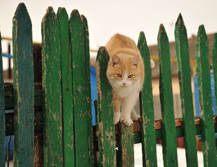 red beautiful cat sitting on a green fence,spring red cat on the fence,the most beautiful portrait of a cat