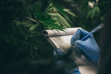 scientist checking on organic cannabis hemp plants in a weed greenhouse. Concept of legalization herbal for alternative medicine with cbd oil, commercial pharmaceptical medicine business industry	