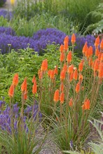 Colourful Flower Border With Red Hot Poker Flowers In The Foreground And Purple Flowers In The Background
