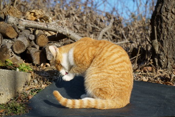 Play in the garden with a cat