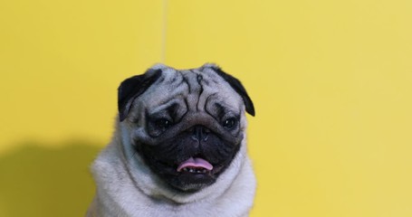 Wall Mural - adorable dog pug breed making angry face and serious face on yellow background,Happy dog smile ready to summer,Pug Purebred Dog Concept