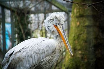 Caged Dalmatian Pelican with green tree background