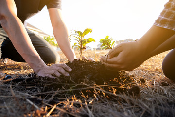 two young men planting tree to protect the environment