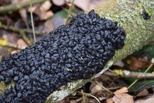 Black Witches Butter