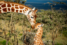 Mother And Baby Giraffe In African Savannah