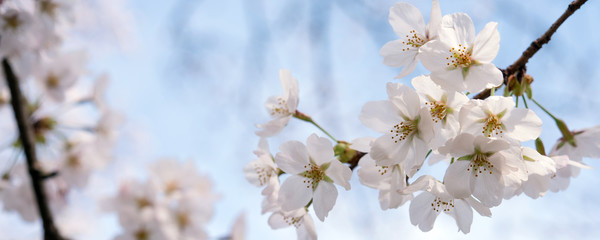 Wall Mural - Cherry blossoms against blue sky with copy space　青空と桜の花 背景 コピースペース