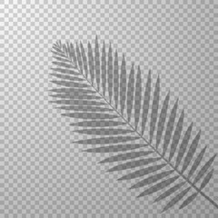Wall Mural - shadow effect palm leaf transparent background vector