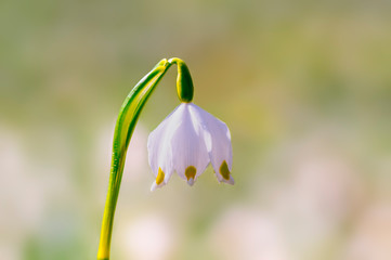 Fresh white spring snowflake in the green forest