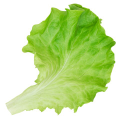 Isolated lettuce. One lettuce leaf isolated on white background with clipping path