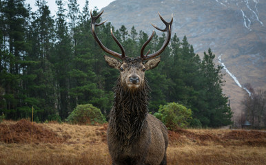 Wall Mural - monarch of the glen