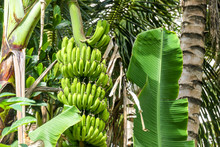 Close Up On Bananas Ripening In The Full Sun On Flores, Indonesia. The Fruit Tree Is Surrounded By Other Trees. The Bananas Are Still Green, Not Ready To Harvest. Island Life.
