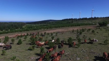 Wall Mural - aerial view wind farm and wild horses