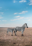 Fototapeta Konie - A zebra with her baby walks on a deserted field on a summer day in a national park
