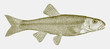 Hornyhead chub, nocomis biguttatus, a fish from the northern central of the united states in side view
