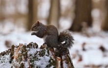 Eastern Gray Squirrel, Black Form In Natural Environment. Wisconsin State Park.