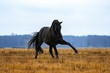 © aurency - Black andalusian (P.R.E) stallion playing in a yellow field with blue sky in the background. Animal in motion.