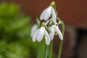 Wall Mural - Small group of white blooming snowdrops in march