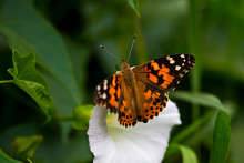 American Painted Lady Butterfly Eating Nectar In A Flower