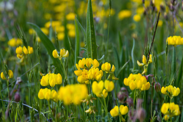 yellow wild flowers lotus corniculatus among the grass in spring meadow