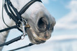 Portrait of horse bridle detail.