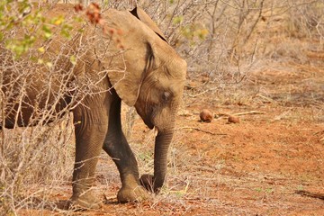 Wall Mural - Elephant at Kruger National Park in South Africa