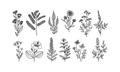 Poster - set of flower lineart for wedding and vintage decoration, floral illustration vector	