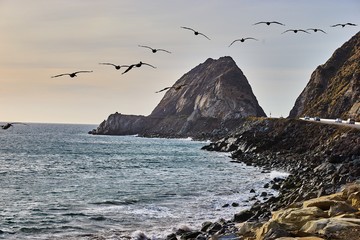 seagull on rock