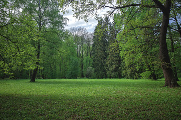 Beautiful meadow in a deciduous summer forest