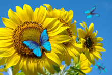 Blooming Sunflowers On A Background Of Blue Sky. Beautiful Blue Butterflies Flying Among The Flowers. Morpho Butterflies On Flowers. 