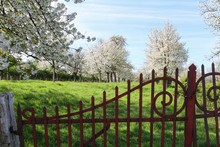 Rusty Gate Giving Access To An Orchard With Blossomed Fruit Trees
