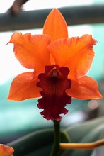Bricht Orange Flower Of Orchid From Cattleya Genus, With Curly Purple Lip And Flower Center. These Orchids Are Native From Costa Rica To Argentina. 