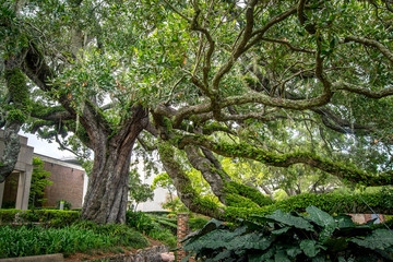 Grand Cummer oak tree in a garden