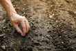 © gexphos - hand planting SOYBEAN seed of marrow in the vegetable garden.plant seed in soil