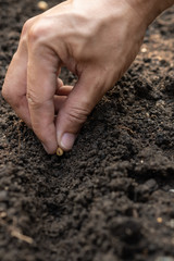 hand planting SOYBEAN seed of marrow in the vegetable garden.plant seed in soil