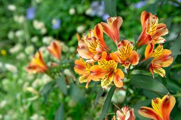 Close-up view of beautiful orange and yellow Alstroemeria lily