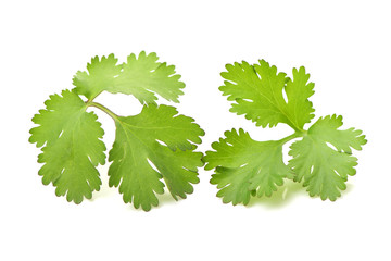 Wall Mural - Fresh parsley leaf isolated on a white background