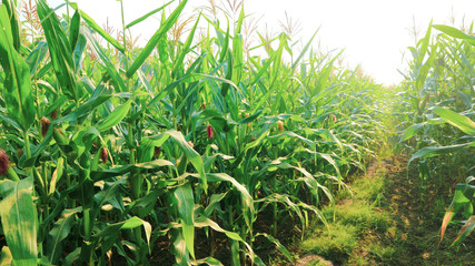 Grain crops in Thailand that produce large seeds or seeds are located in rows on the cob. There are many species that produce many products, both humans and animals.