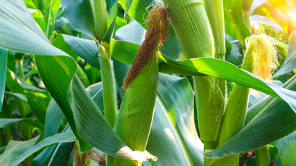 Grain crops in Thailand that produce large seeds or seeds are located in rows on the cob. There are many species that produce many products, both humans and animals.